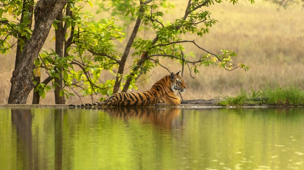 india-tiger-safari-ranthambore-national-park-1542098057-1000X561