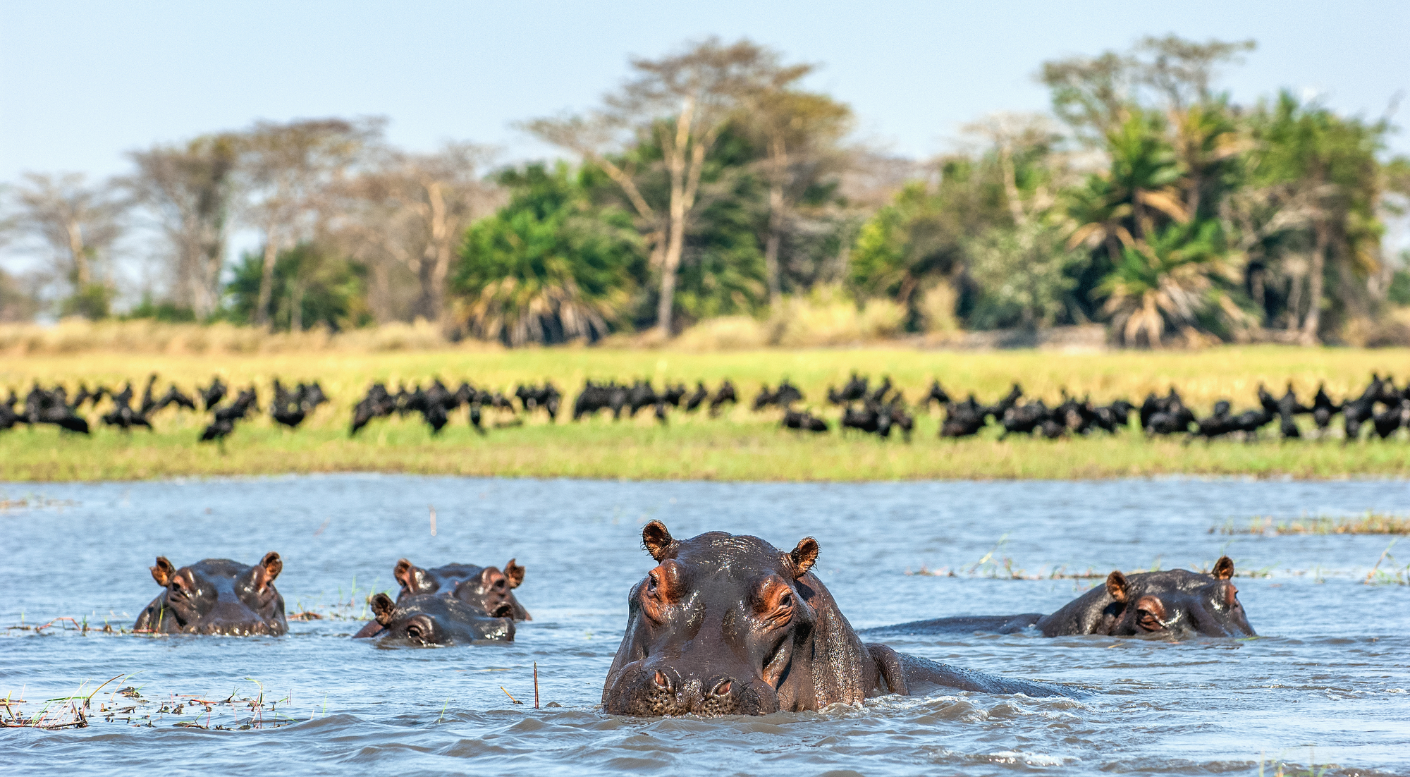 The common hippopotamus in the water. Sunny day. Africa