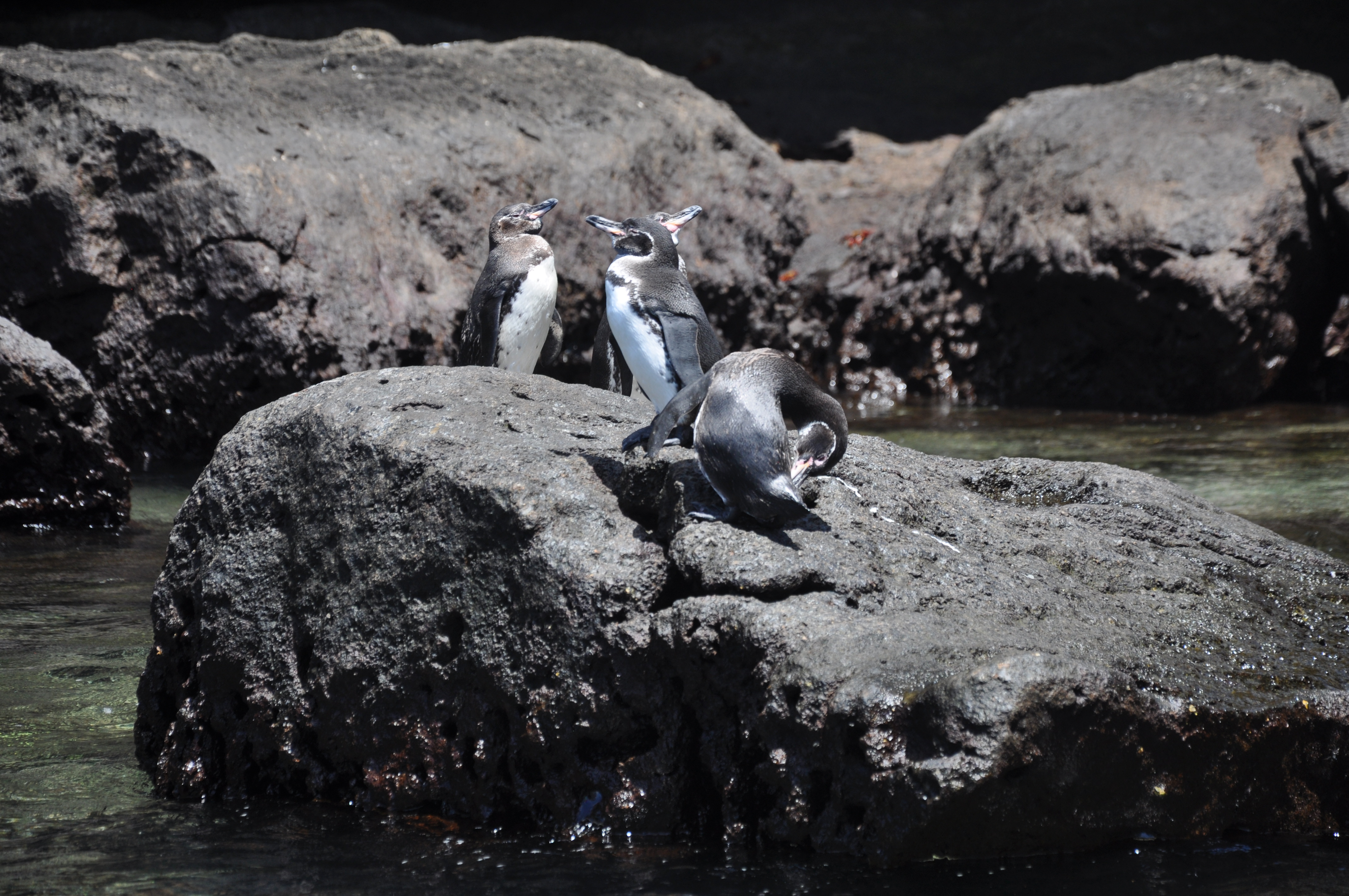 Pinguini - Galapagos