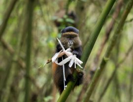 Uganda e Ruanda, dalla Rift Valley alle foresta di Nyungwe